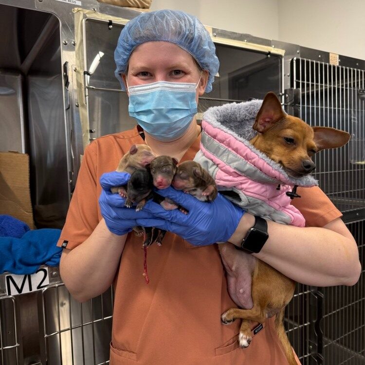 Small puppies being held at Paz East Austin