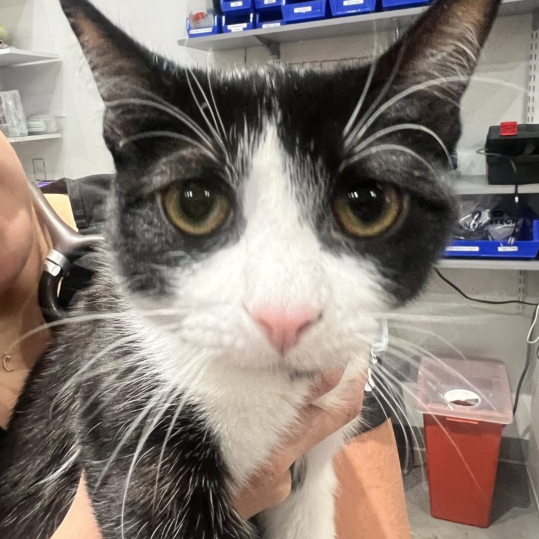 Cat at the vet for ultrasound appointment in Paz East Austin