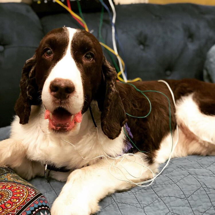 Smiling dog receiving herbal medicine treatment at Paz East Austin Texas