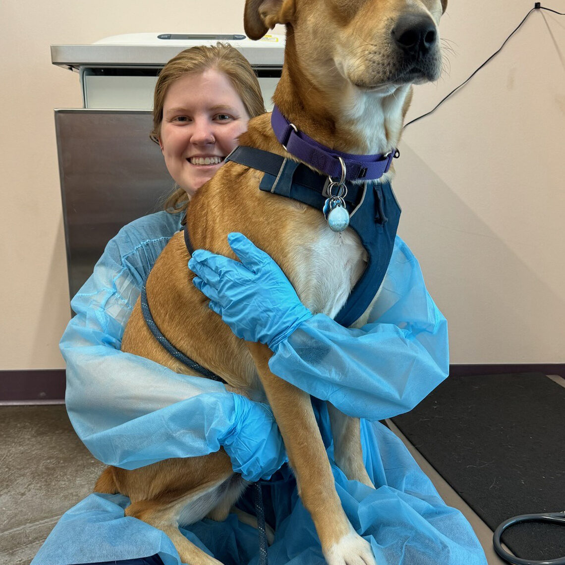 Large dog being held by a vet at Paz East Austin